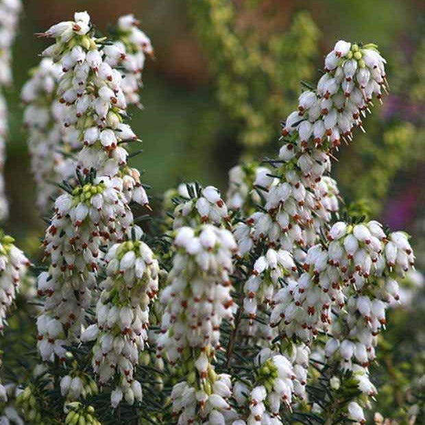 Bruyère d'hiver Katia - Erica darleyensis katia - Plantes