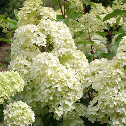 Hortensia paniculé Diamantino® - Hydrangea paniculata diamantino ® 'ren101' - Arbustes