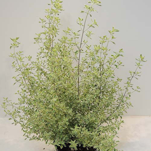 Menthe Australienne panachée - Prostanthera ovalifolia variegata - Plantes