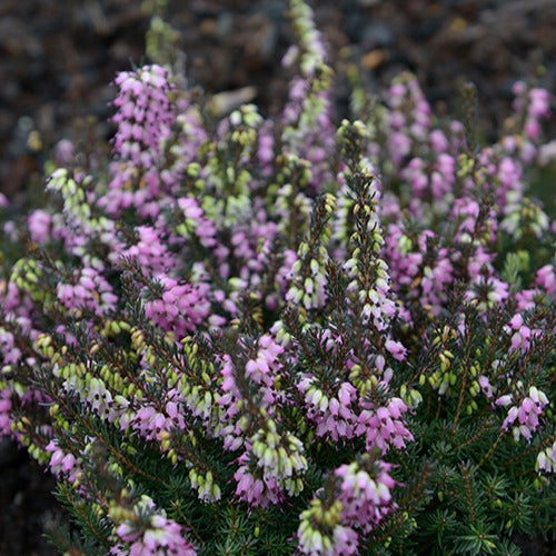 Bruyère d'hiver Léa - Erica darleyensis lea - Plantes vivaces