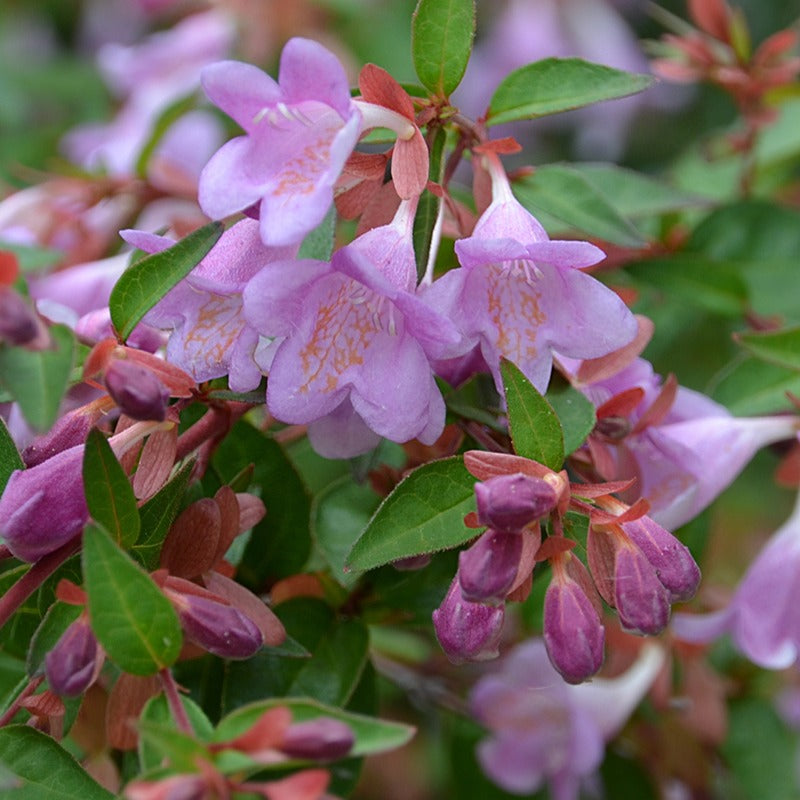 Abélia Pink Pong - Abelia grandiflora pink pong ® - Plantes