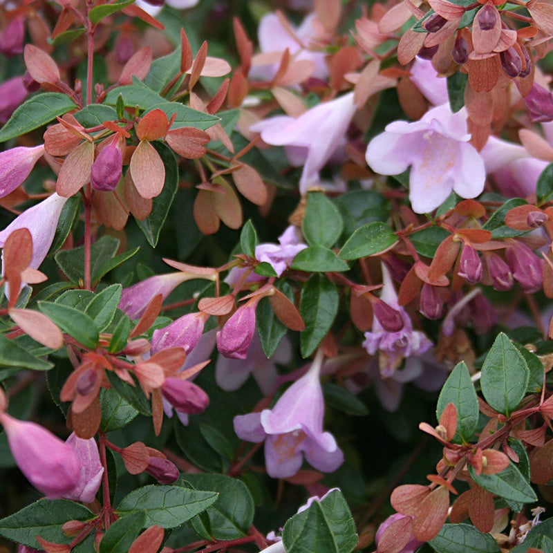 Abélia Pink Pong - Abelia grandiflora pink pong ® - Arbustes