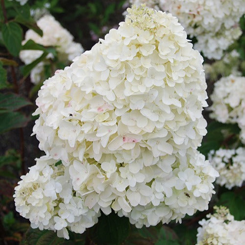 Hortensia paniculé Dolly - Hydrangea paniculata  dolly - Plantes