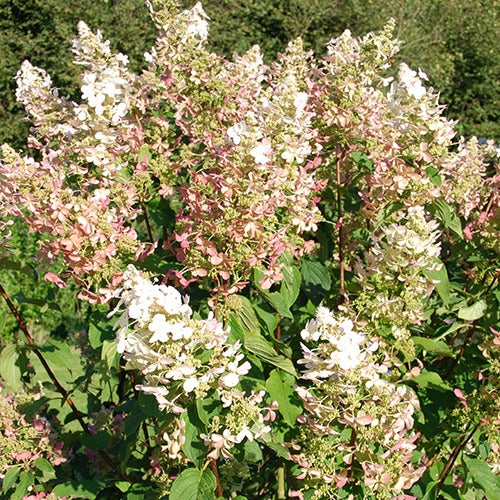 Hortensia paniculé Dolly - Hydrangea paniculata  dolly - Arbustes