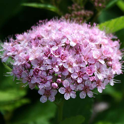 Spirée à feuilles de bouleau Pink Sparkler® - Spiraea betulifolia pink sparkler® - Plantes