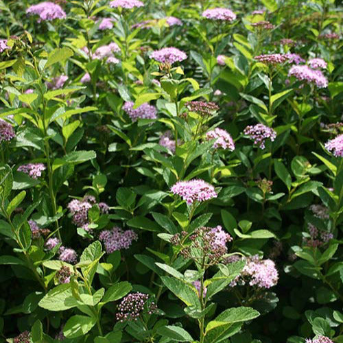 Spirée à feuilles de bouleau Pink Sparkler® - Spiraea betulifolia pink sparkler® - Spirées