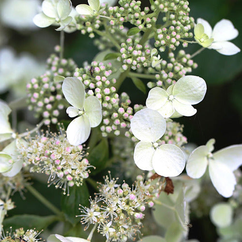 Hortensia paniculé White Lady - Hydrangea paniculata White Lady - Willemse