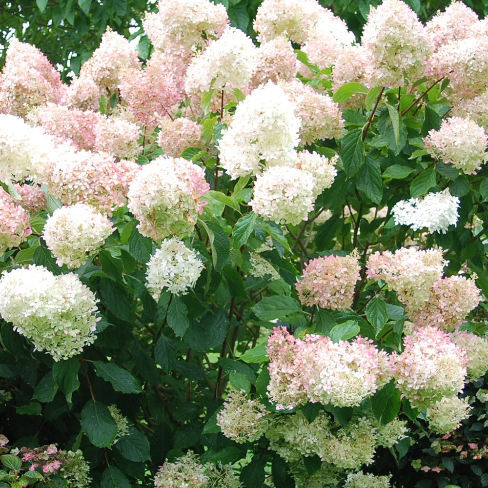 Hortensia paniculé Phantom - Hydrangea paniculata phantom - Plantes