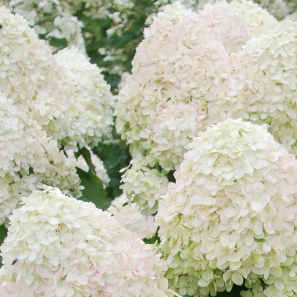 Hortensia paniculé Phantom - Hydrangea paniculata phantom - Arbustes