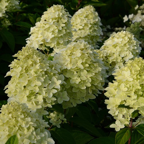 Hortensia paniculé Magical® Candle - Hydrangea paniculata magical ® candle - Willemse