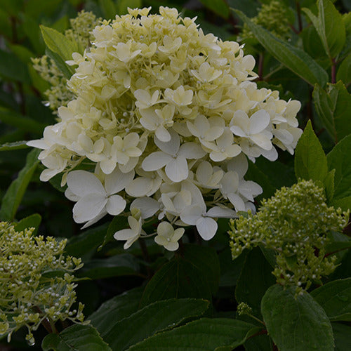 Hortensia paniculé Magical® Sweet Summer - Hydrangea paniculata magical ® sweet summer - Plantes