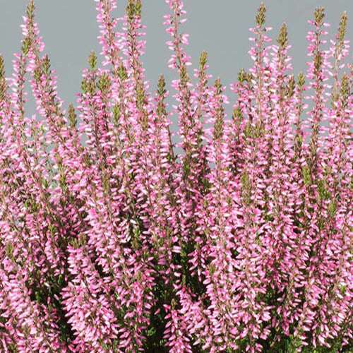 Bruyère d'été Pink Bettina - Calluna vulgaris pink bettina - Plantes
