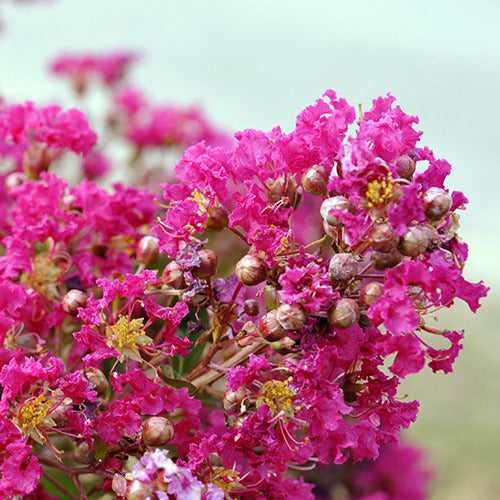 Lilas des Indes Lilas d'été Mimie® Fuchsia - Lagerstroemia indica mimie ® fuchsia - Plantes