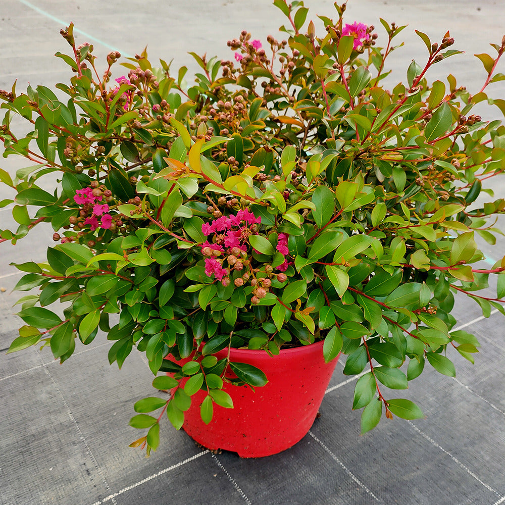 Lilas des Indes Lilas d'été Mimie® Fuchsia - Lagerstroemia indica mimie ® fuchsia - Lilas des Indes