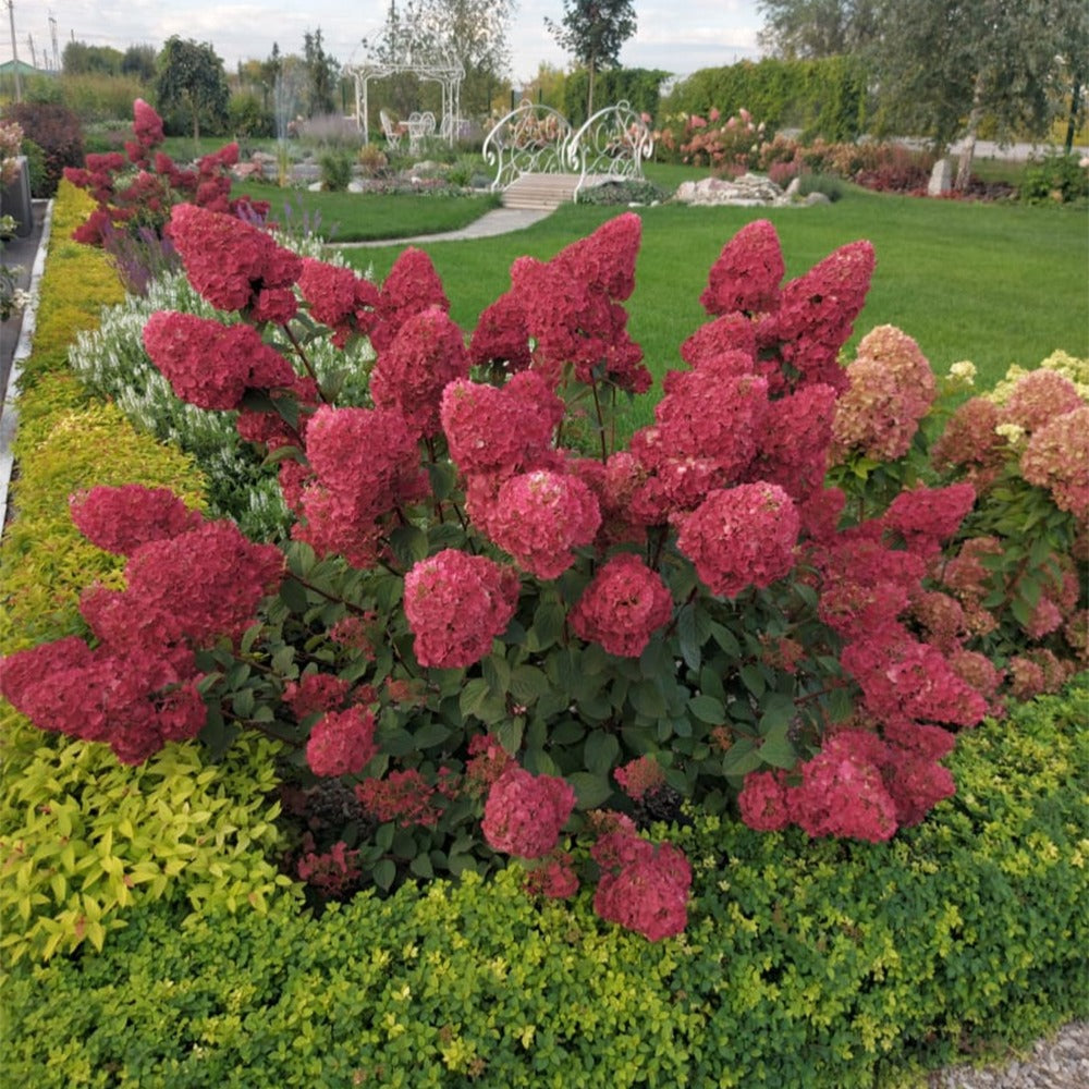 Hortensia paniculé Framboisine® 'Rensam' - Hydrangea paniculata framboisine® 'rensam' - Hortensias