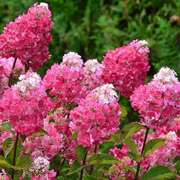 Hortensia paniculé Framboisine® 'Rensam' - Hydrangea paniculata framboisine® 'rensam' - Willemse