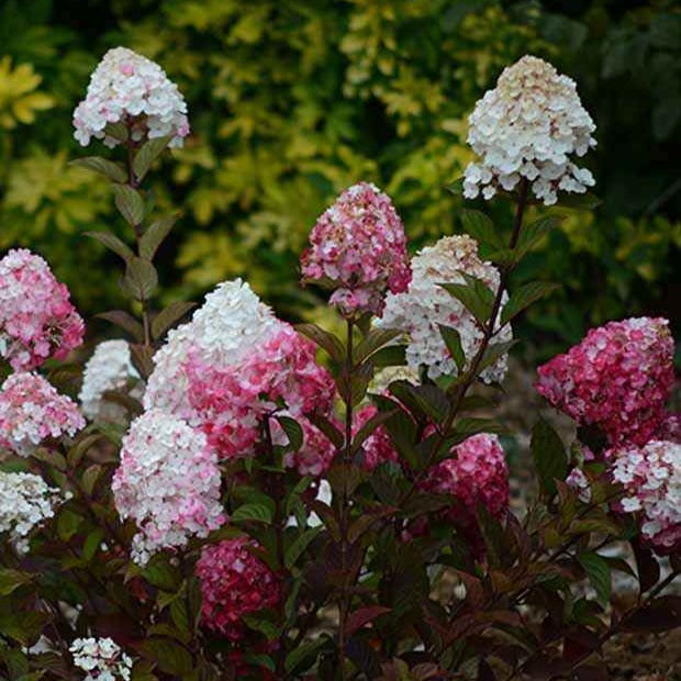 Hortensia paniculé Framboisine® 'Rensam' - Hydrangea paniculata framboisine® 'rensam' - Arbustes