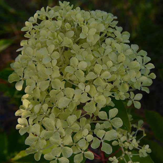 Hortensia paniculé Romantic Ace® Renvagor - Hydrangea paniculata romantic ace ® 'renvagor' - Hortensias