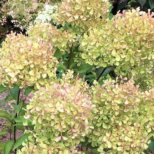 Hortensia paniculé Romantic Ace® Renvagor - Hydrangea paniculata romantic ace ® 'renvagor'