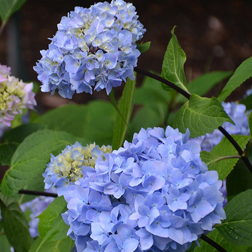 Hortensia So Long® Ebony Monmar - Hydrangea macrophylla so long ® ebony 'monmar' - Plantes