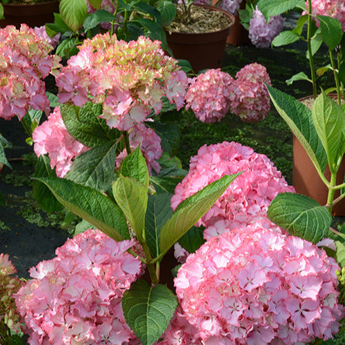 Hortensia So Long® Sunny - Hydrangea macrophylla so long ® sunny 'tk02' - Plantes