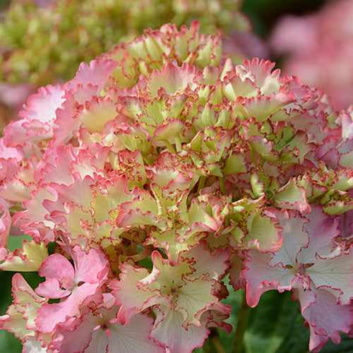 Hortensia So Long® Sunny - Hydrangea macrophylla so long ® sunny 'tk02' - Willemse