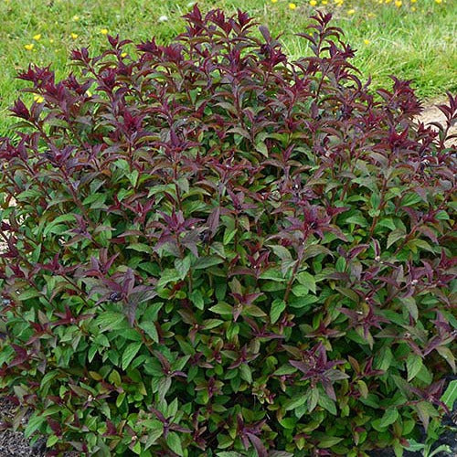 Spirée du Japon Merlo® Green - Spiraea japonica merlo ® green - Arbustes