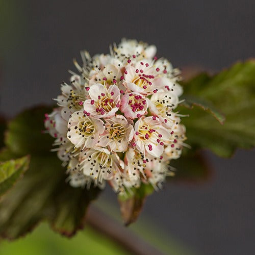 Physocarpe Amber Jubilé® Jefam - Physocarpus opulifolius amber jubilee ® 'jefam' - Willemse
