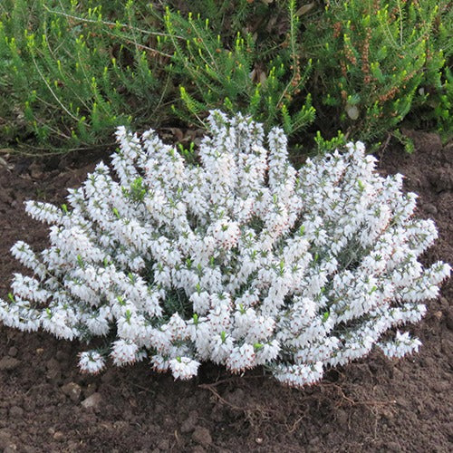 Bruyère d'hiver Snowbelle - Erica carnea snowbelle - Willemse