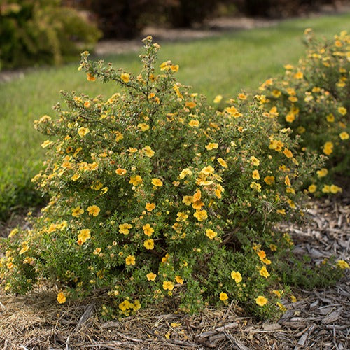 Potentille arbustive Citrus Tart - Potentilla fruticosa citrus tart - Plantes