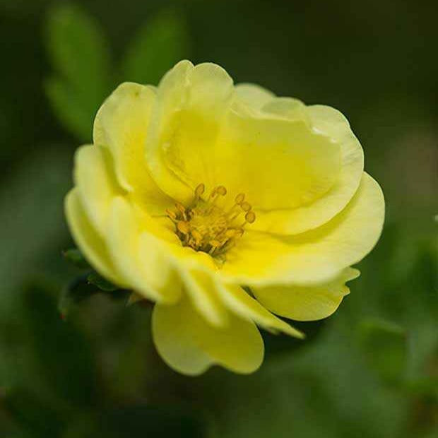 Potentille arbustive Lemon Meringue - Potentilla fruticosa lemon meringue - Arbustes