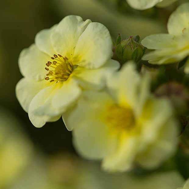 Potentille arbustive Lemon Meringue - Potentilla fruticosa lemon meringue - Potentilles