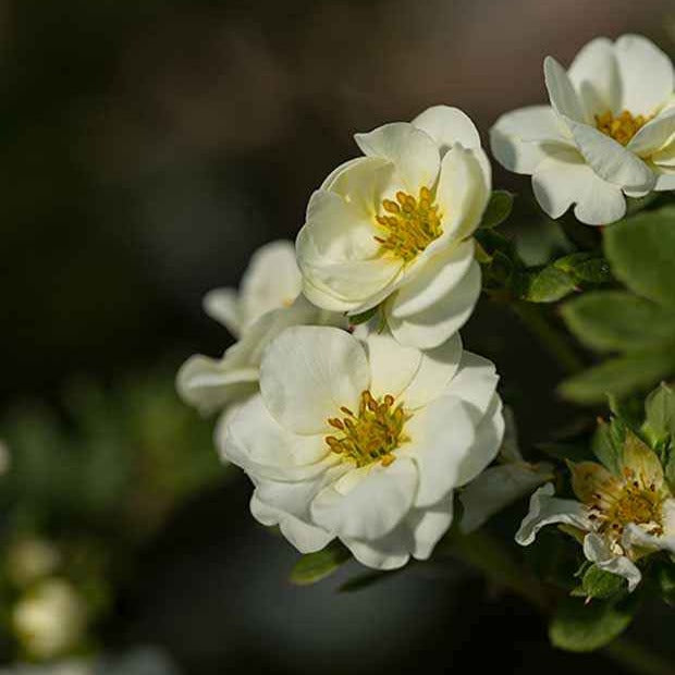 Potentille arbustive Crème Brûlée - Potentilla fruticosa creme brûlée - Arbustes