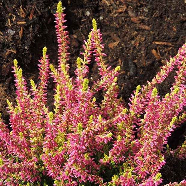 Bruyère d'été Golden Angie - Calluna vulgaris golden angie - Plantes