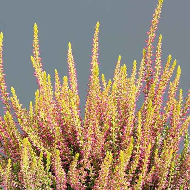 Bruyère d'été Golden Angie - Calluna vulgaris golden angie - Plantes vivaces