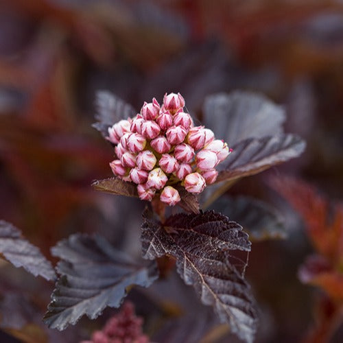 Physocarpe Fireside - Physocarpus opulifolius fireside - Plantes