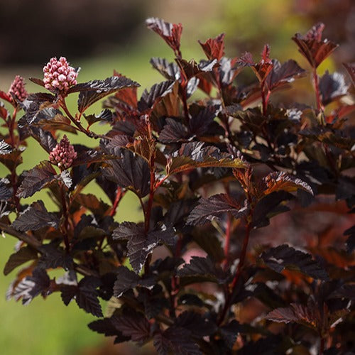 Physocarpe Fireside - Physocarpus opulifolius fireside - Arbustes