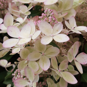Hortensia paniculé PASTELGREEN® Renxolor - Hydrangea paniculata pastelgreen® 'renxolor'