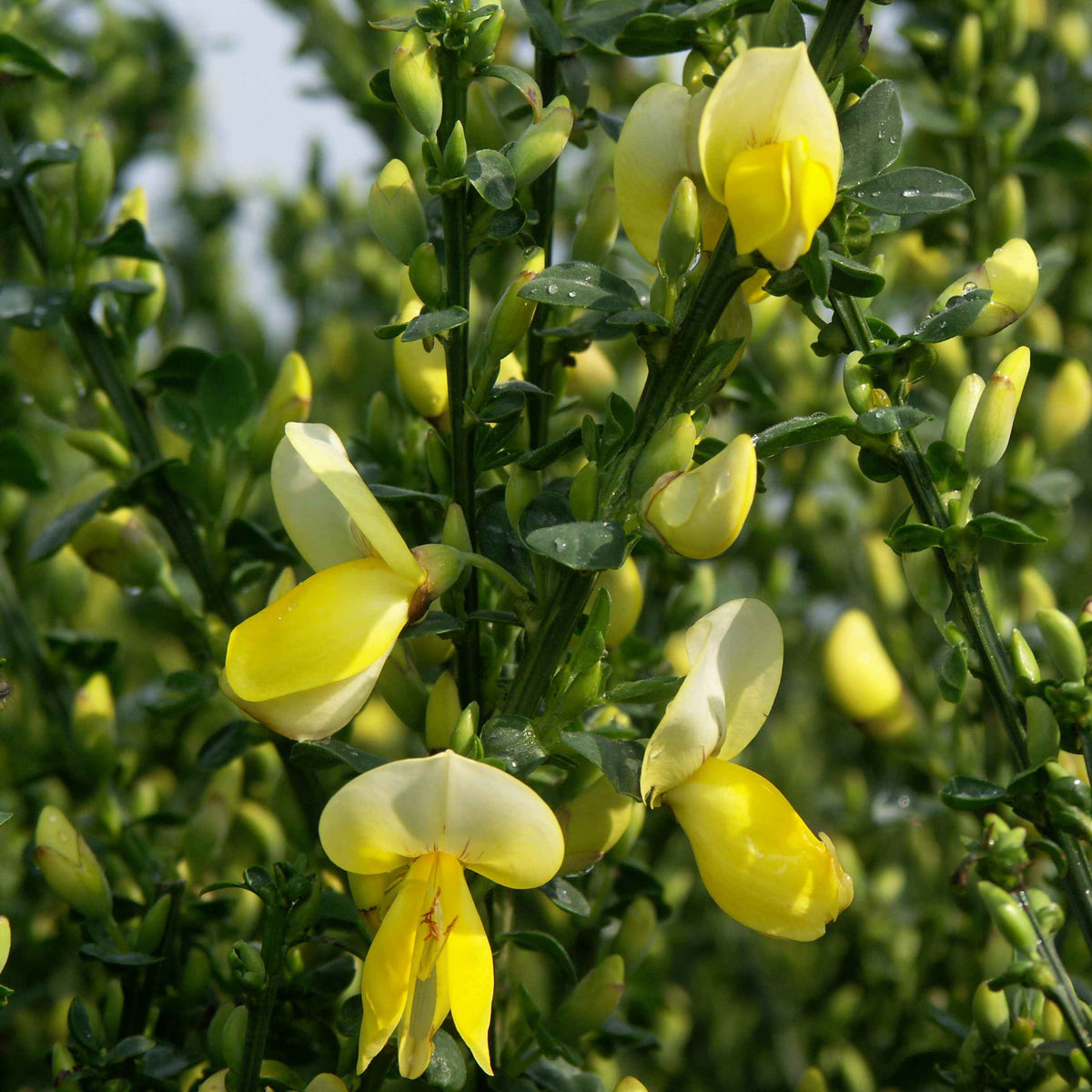 Genêt à balais Luna - Cytisus scoparius luna - Willemse