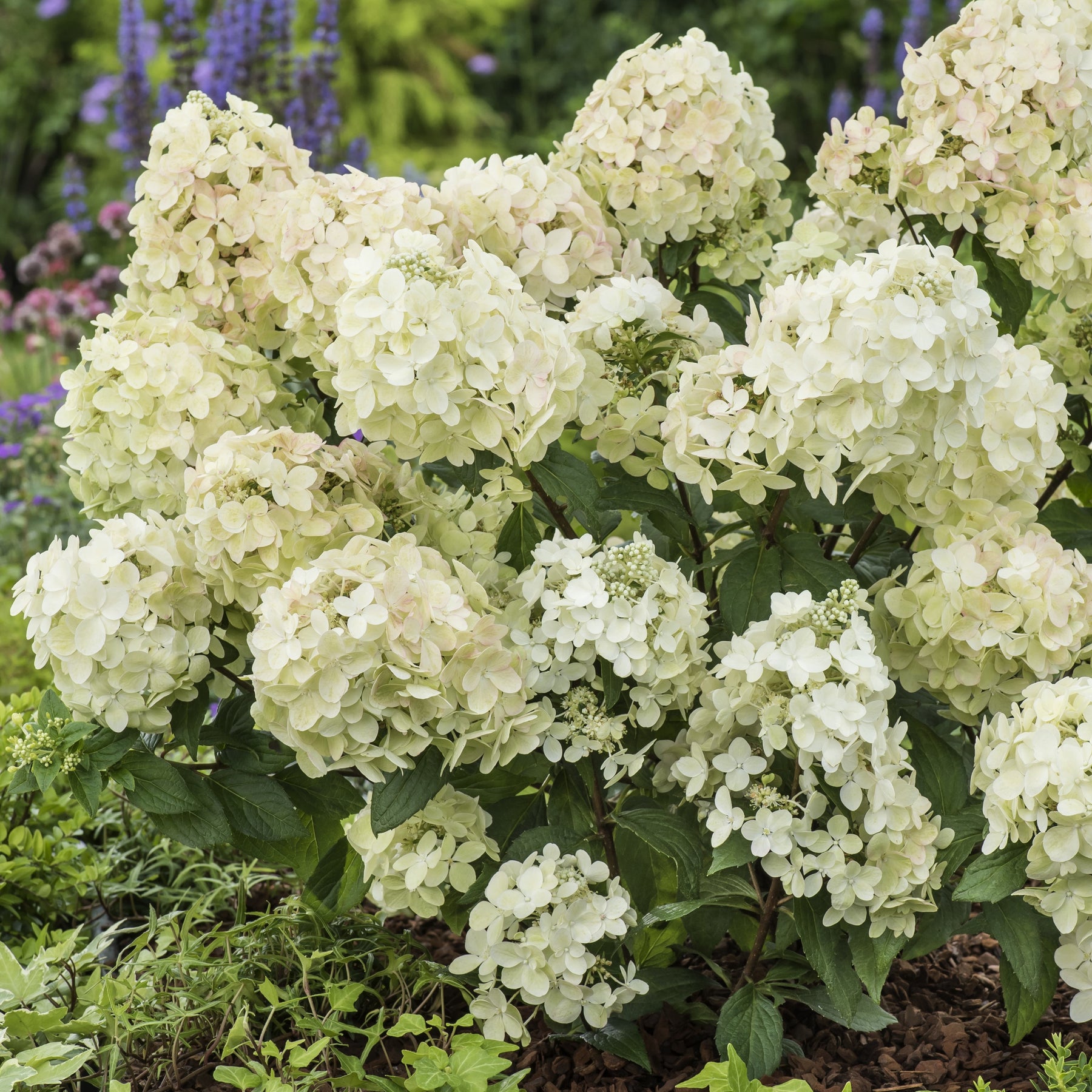 Hortensia paniculé PETITE® Star - Hydrangea paniculata petite® star 'coustar02' - Plantes grimpantes