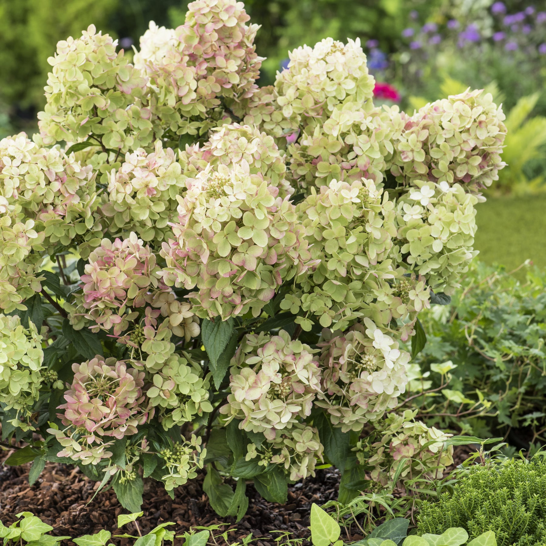 Hortensia paniculé PETITE® Star - Hydrangea paniculata petite® star 'coustar02' - Hortensias grimpants