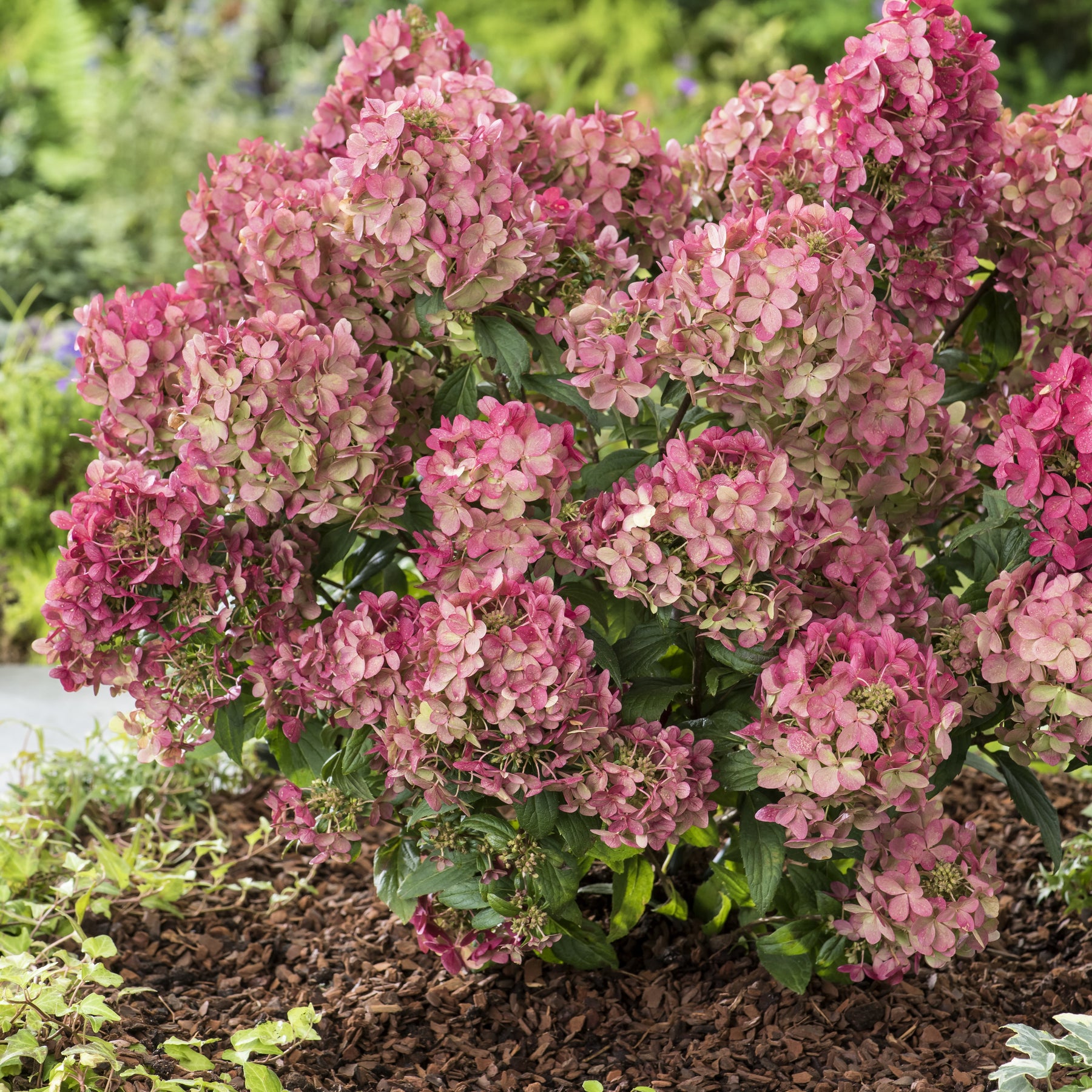 Hortensia paniculé PETITE® Star - Hydrangea paniculata petite® star 'coustar02'