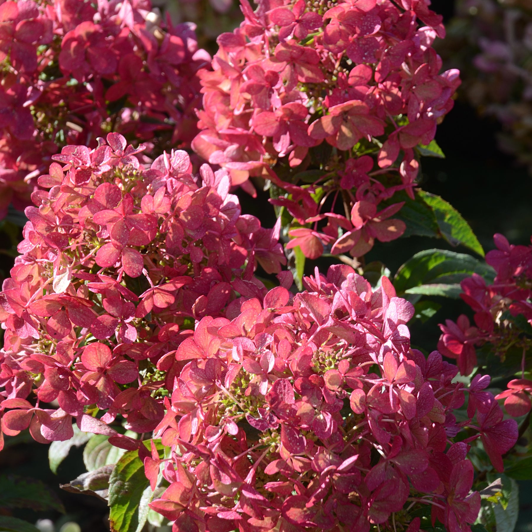 Hortensia paniculé PETITE® Star - Hydrangea paniculata petite® star 'coustar02'