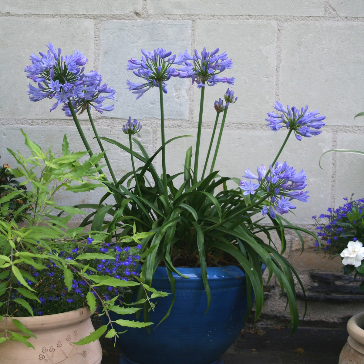 Agapanthe PITCHOUNE® Bleu - Agapanthus x pitchoune ® bleu 'scrarey09' - Plantes vivaces