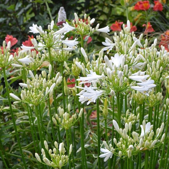 Agapanthe PITCHOUNE® White - Agapanthus x pitchoune ® blanc 'tur161' - Willemse