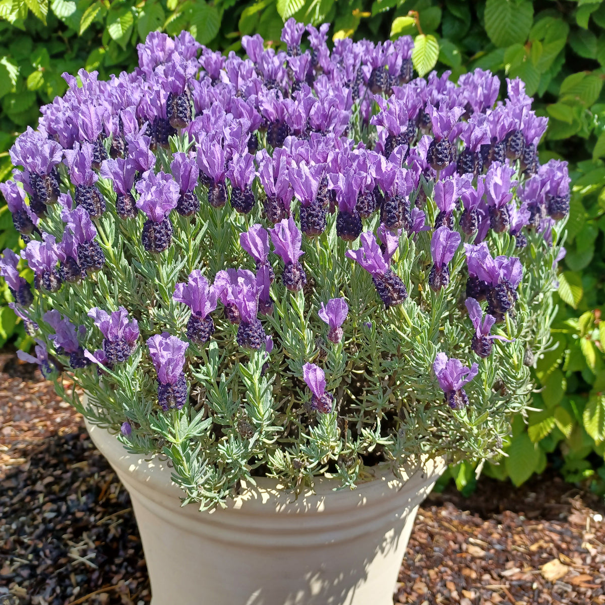 Lavande papillon MAGICAL® POSY PURPLE - Lavandula stoechas magical® posy purple 'kolma pop - Willemse