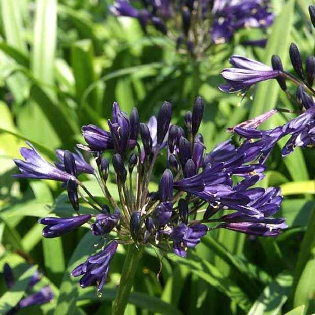 Agapanthe PITCHOUNE ® Violet - Agapanthus x pitchoune ® violet 'mill04' - Plantes
