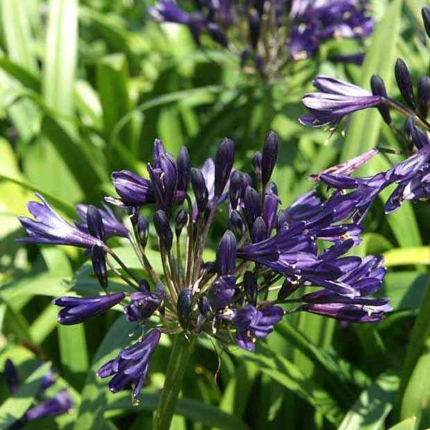Agapanthe PITCHOUNE ® Violet - Agapanthus x pitchoune ® violet 'mill04' - Willemse