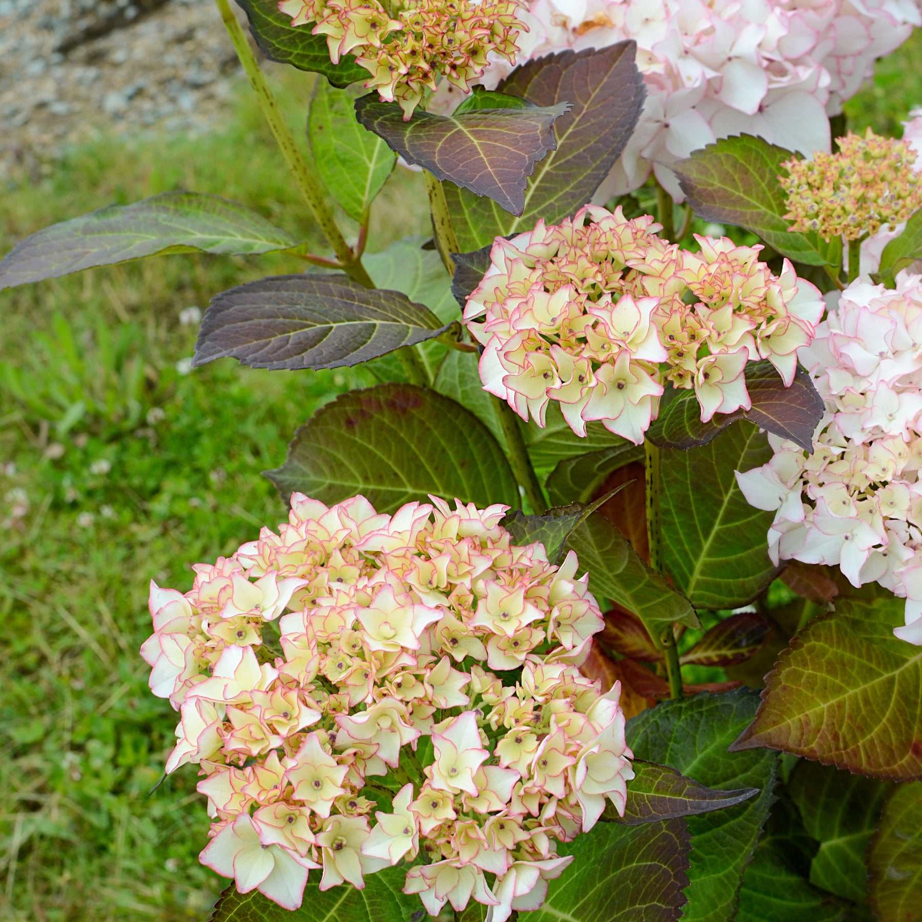 Hortensia Dolce ® France - Hydrangea macrophylla dolce ® france ‘dolfranc' - Arbustes