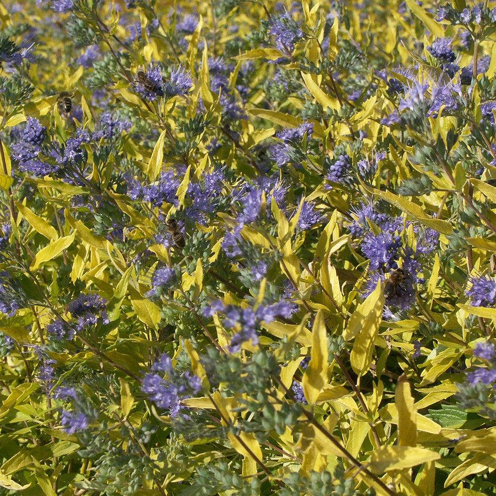 Caryopteris Worcester Gold - Caryopteris clandonensis worcester gold - Willemse